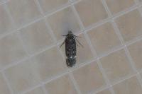 Bryotropha similis
