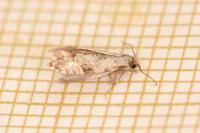 Nemapogon cloacellus