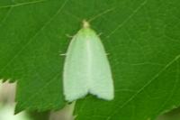 Tortrix viridana