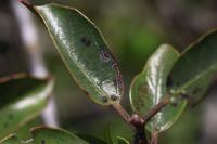 Bucculatrix alaternella