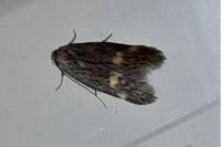 Borkhausenia minutella