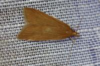 Helcystogramma rufescens