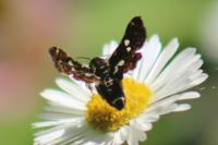 Thyris fenestrella