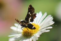 Thyris fenestrella