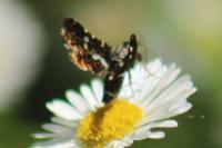 Thyris fenestrella