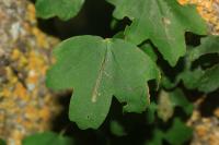 Stigmella aceris