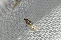 Argyresthia trifasciata