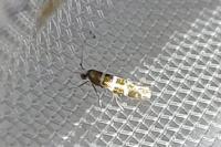 Argyresthia trifasciata
