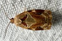 Archips xylosteana