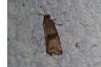 Celypha striana