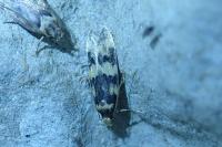 Oegoconia