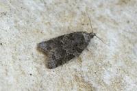 Cnephasia incertana