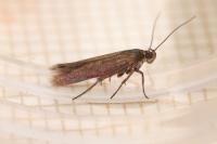 Scythris picaepennis