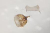 Scythris picaepennis