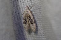 Altenia scriptella