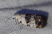 Phtheochroa