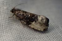 Hedya nubiferana