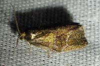 Ptycholoma lecheana