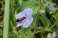 Cauchas fibulella