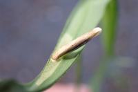 Coleophora solitariella