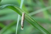Coleophora solitariella