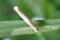 Coleophora solitariella