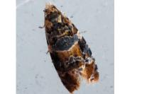 Lobesia reliquana