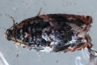 Gypsonoma imparana
