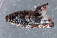 Gypsonoma imparana