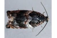 Gypsonoma imparana