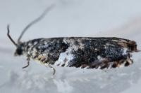 Gypsonoma imparana