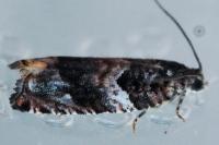 Gypsonoma imparana
