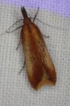 Dichomeris ustalella