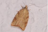 Aleimma loeflingiana