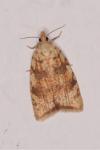 Aleimma loeflingiana