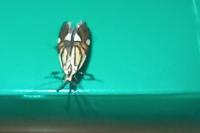 Alabonia geoffrella