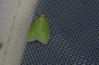 Tortrix viridana