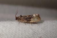Hedya nubiferana