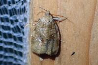 Archips rosana