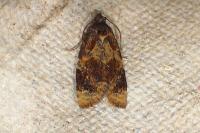 Ditula angustiorana