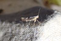 Argyresthia spinosella