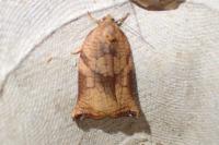 Archips podana