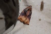 Archips podana