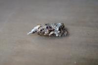 Phtheochroa rugosana