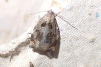 Archips crataegana