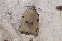 Lozotaenia forsterana