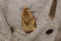 Clepsis rurinana