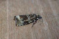 Celypha lacunana