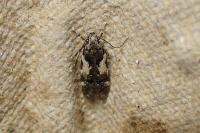 Teleiodes luculella