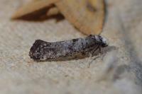 Swammerdamia